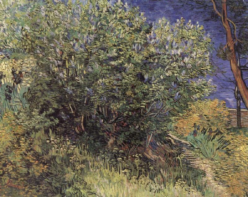 The Bush, Vincent Van Gogh